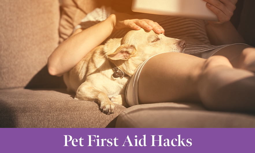 Pet First Aid Hacks