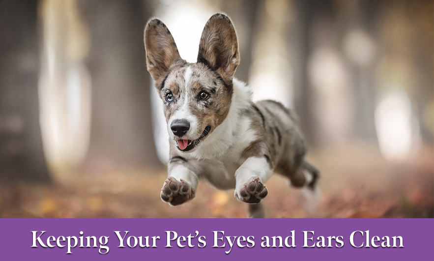 Cleaning Your Pet’s Eyes and Ears