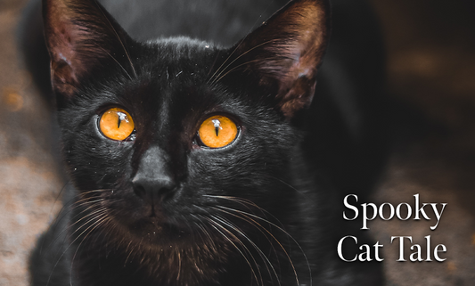 Spooky Pet Tale