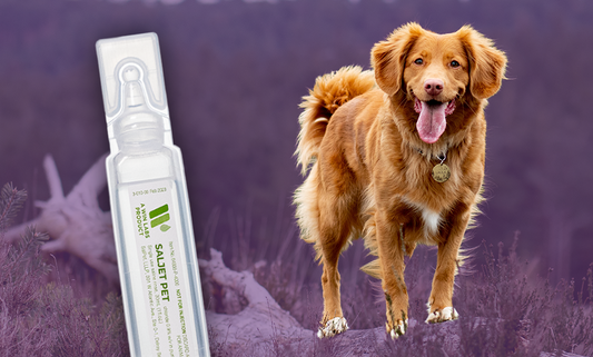 Hiking with Your Dog