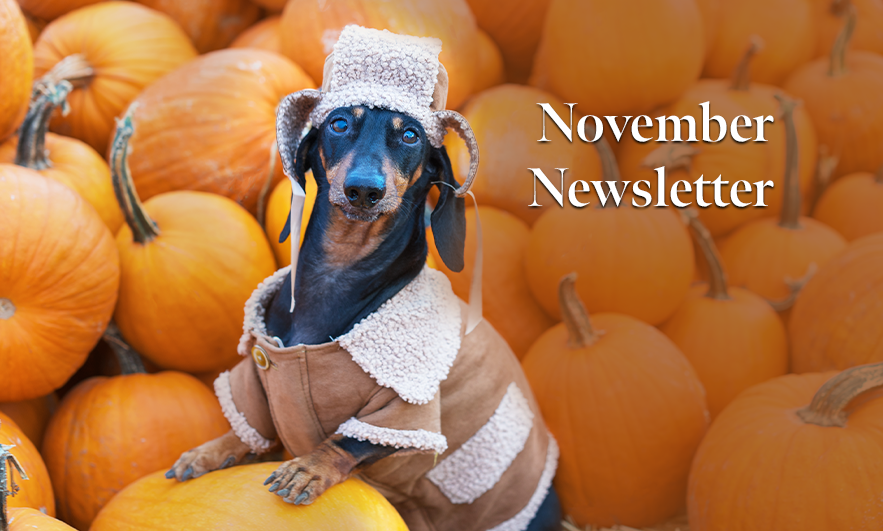 November Newsletter