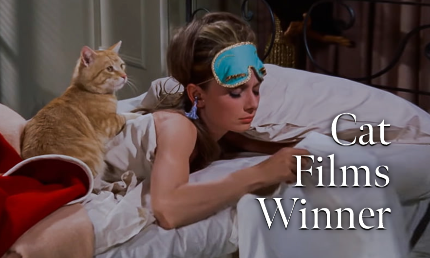 Cat Films Winner