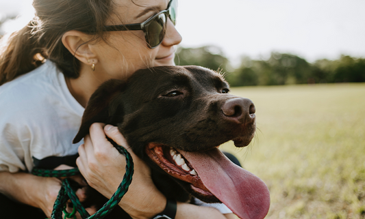 Checking Your Dog for Ticks