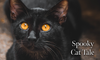 Spooky Pet Tale